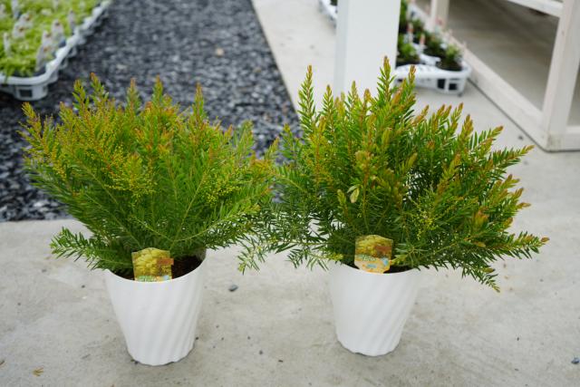 1点物で横幅100㎝花芽たくさん付いてるアカシア・テレサ12号鉢 1点物で横幅100㎝花芽たくさん付いてるアカシア・テレサ12号鉢