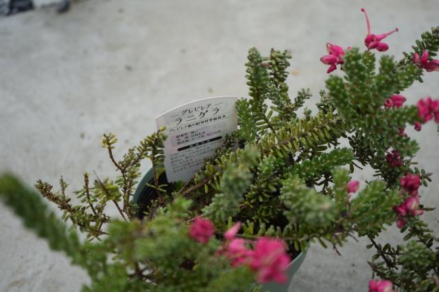 グレビレア ラニゲラ入荷｜インテリアグリーンとギフト プランツ