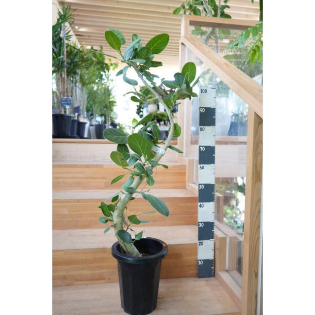 大型観葉植物入荷｜インテリアグリーンとギフト プランツ