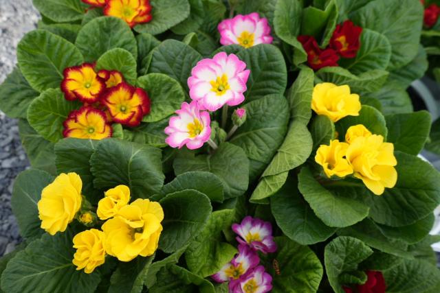 冬のガーデニングにピッタリな花苗が入荷しました♪】｜インテリア