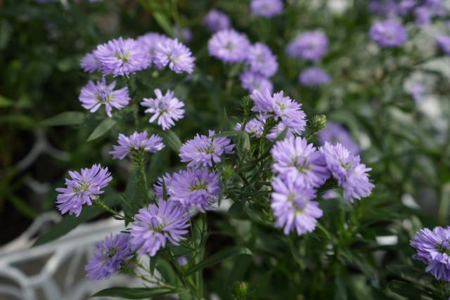 冬のガーデニングにピッタリな花苗が入荷しました♪】｜インテリア